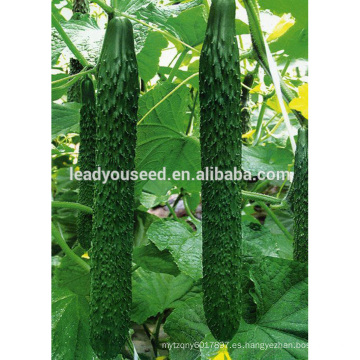 Semillas híbridas del pepino del invernadero de alta calidad de MCU14 Chundong en semillas de China